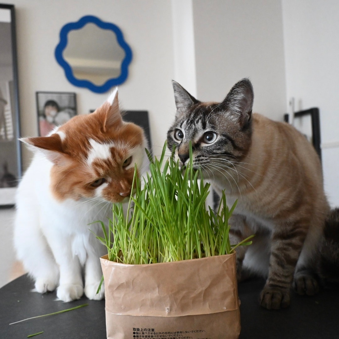 猫の写真