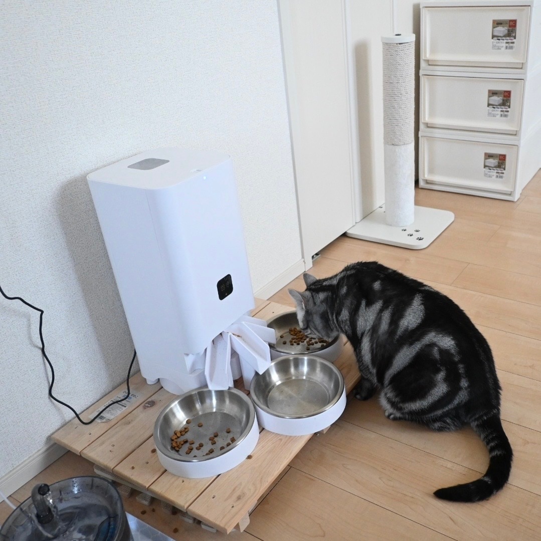 猫の写真