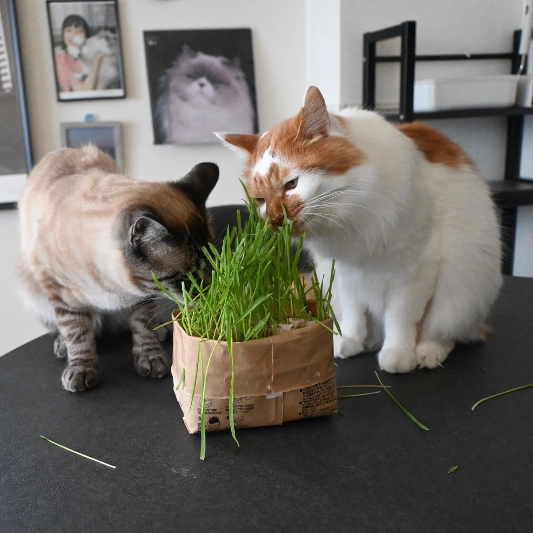 猫の写真