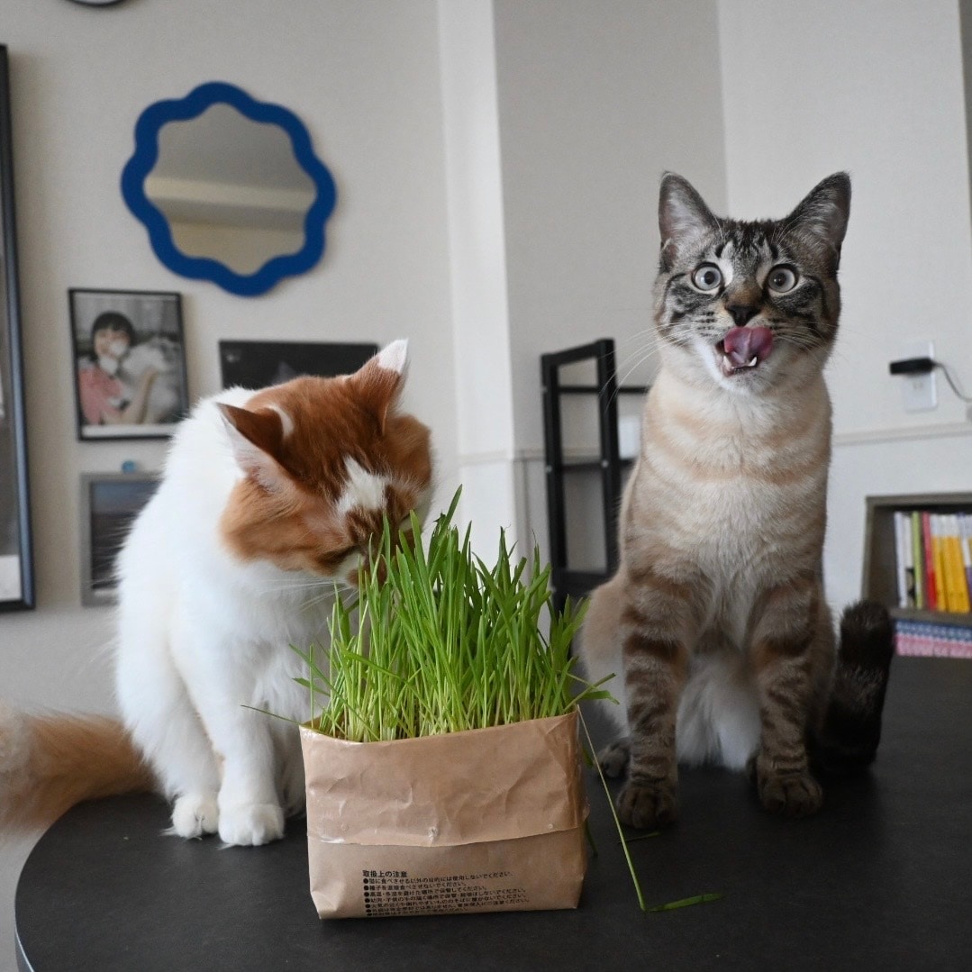 猫の写真