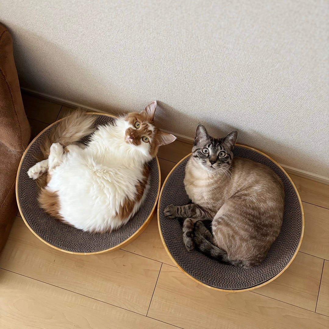 猫の写真