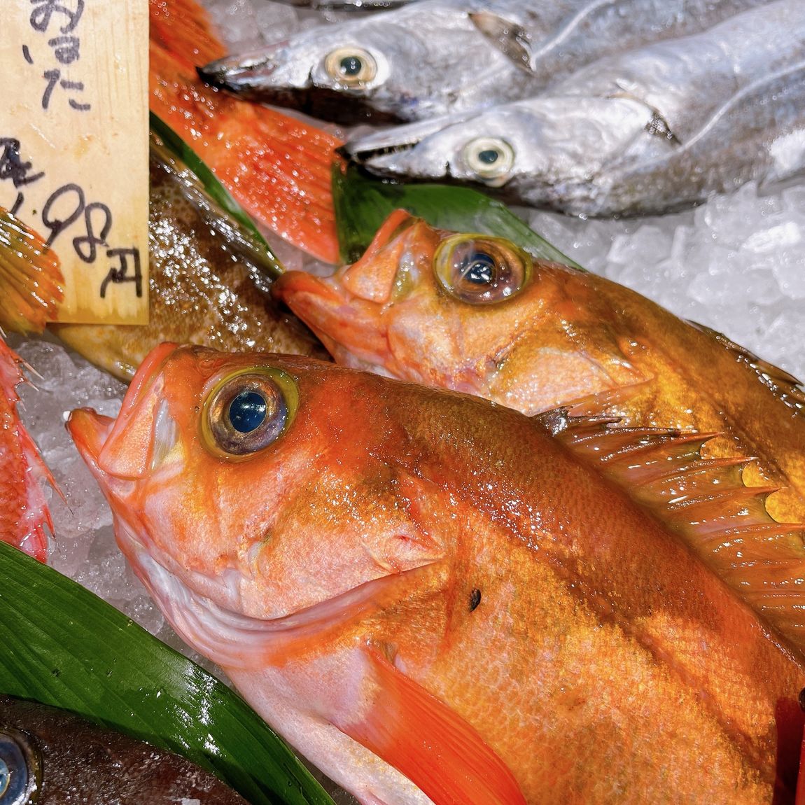 【堺北花田】旬の沖めばる、入荷しました｜鮮魚売場から｜無印良品 イオンモール堺北花田