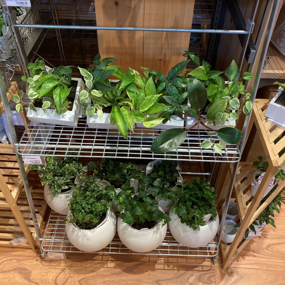 【那珂川】グリーン入荷のお知らせ_oJL2LS