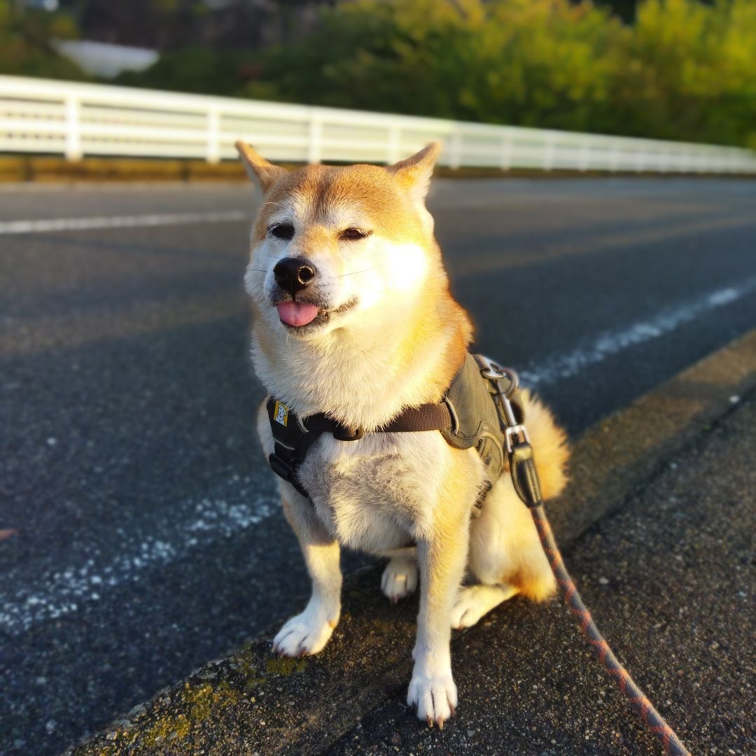 【神戸阪急】おはな