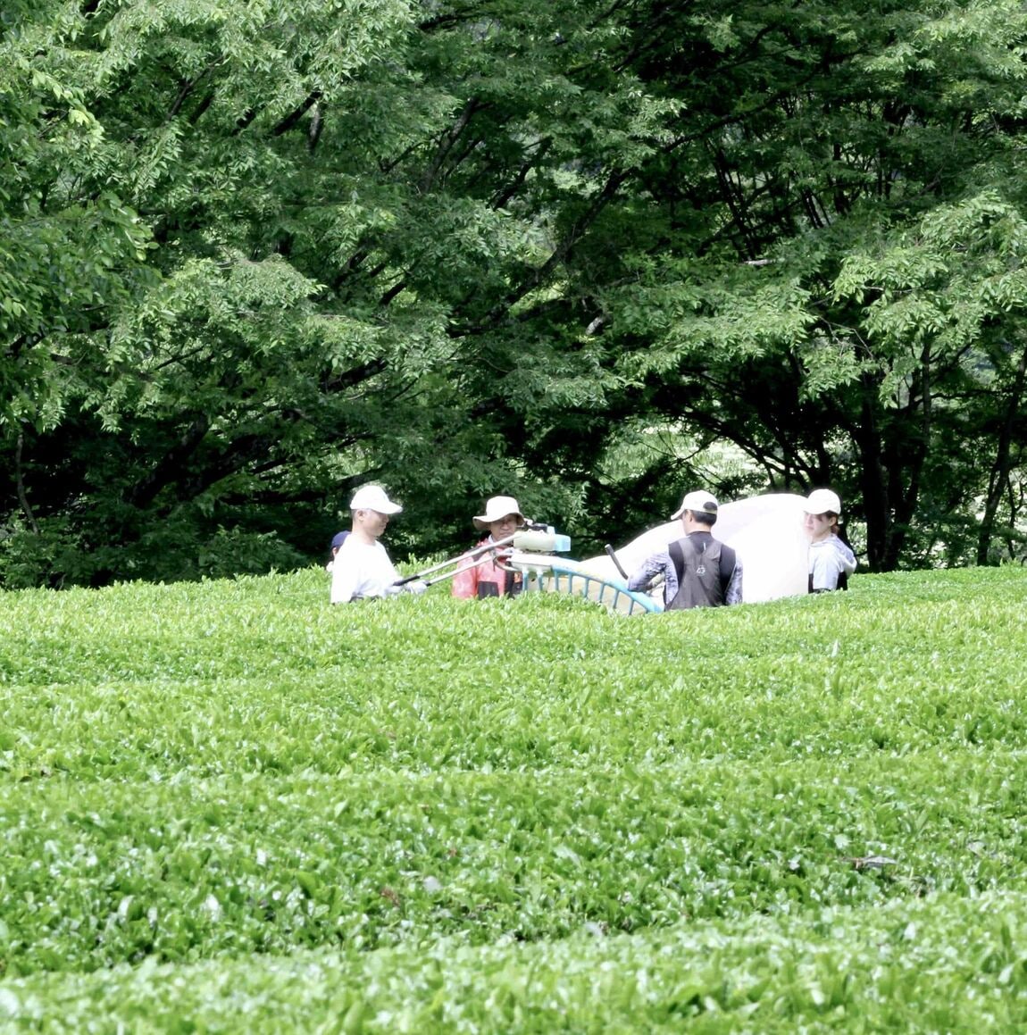 地域