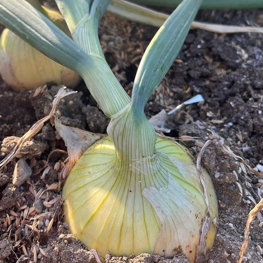 玉ねぎ