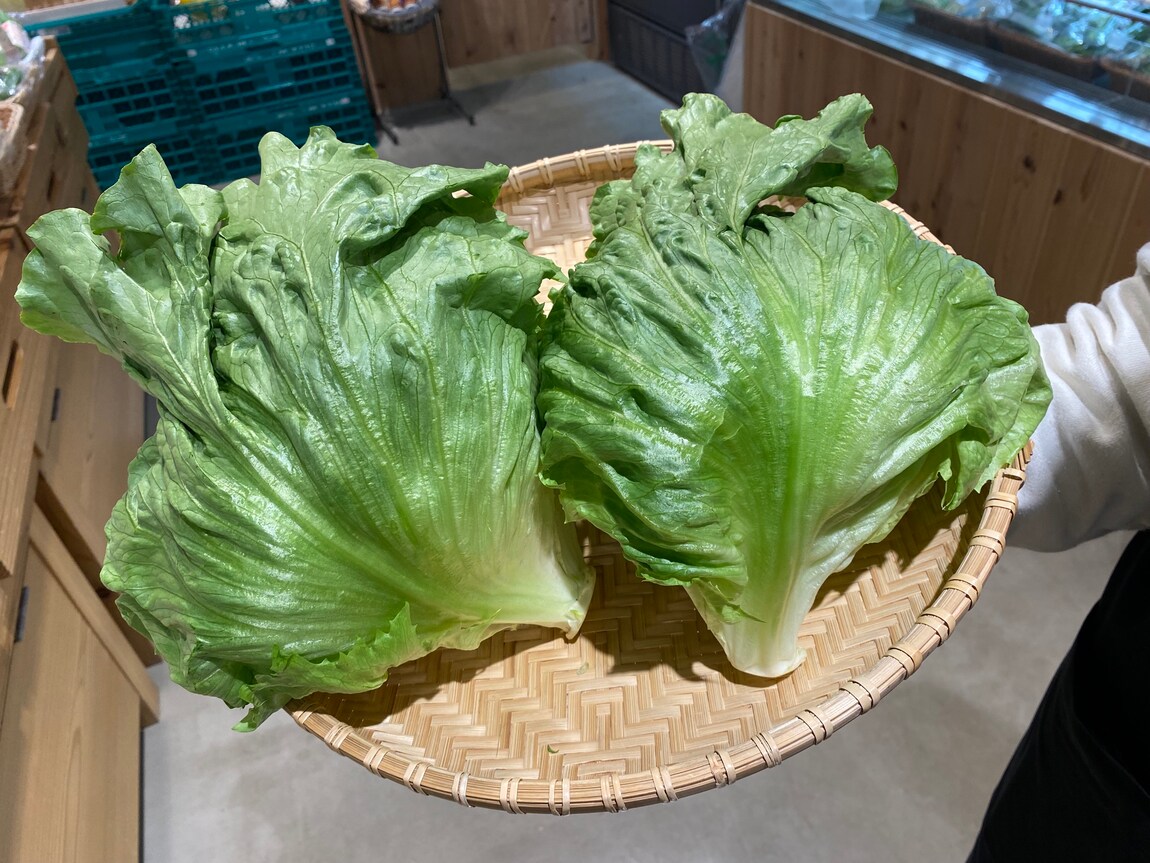 【シエスタハコダテ】道南の美味しい野菜たちが出始めました｜ベジ旨だより