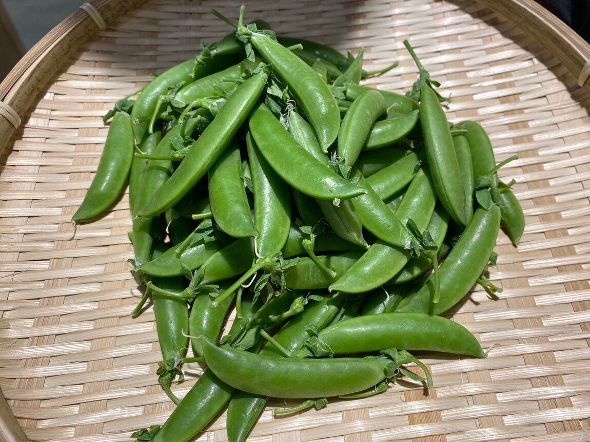 【シエスタハコダテ】地元産の野菜たちが入荷してきております｜ベジ旨だより