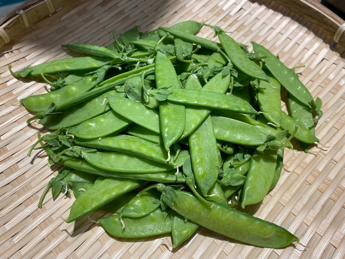 【シエスタハコダテ】地元産の野菜たちが入荷してきております｜ベジ旨だより