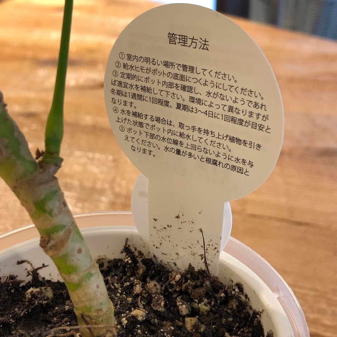 植物管理の仕方