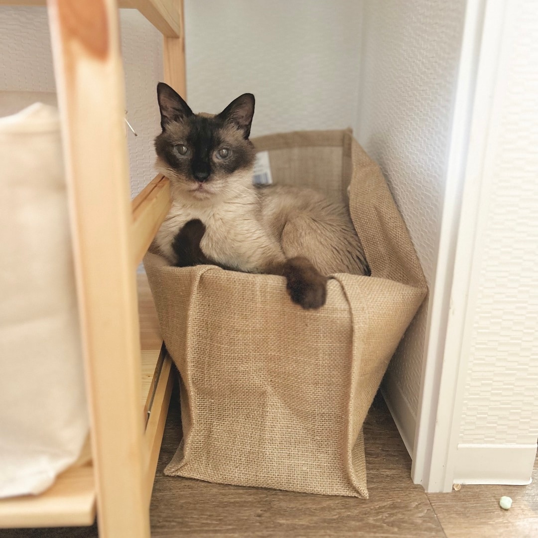 【イオンモール広島府中】人も自然も猫にもやさしく