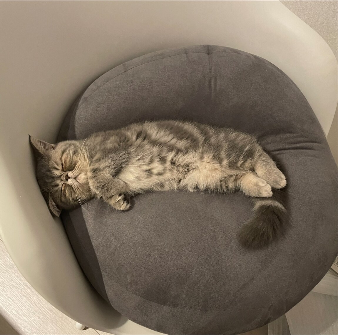 猫ちゃんもこの表情です。猫好きの方も必見です。