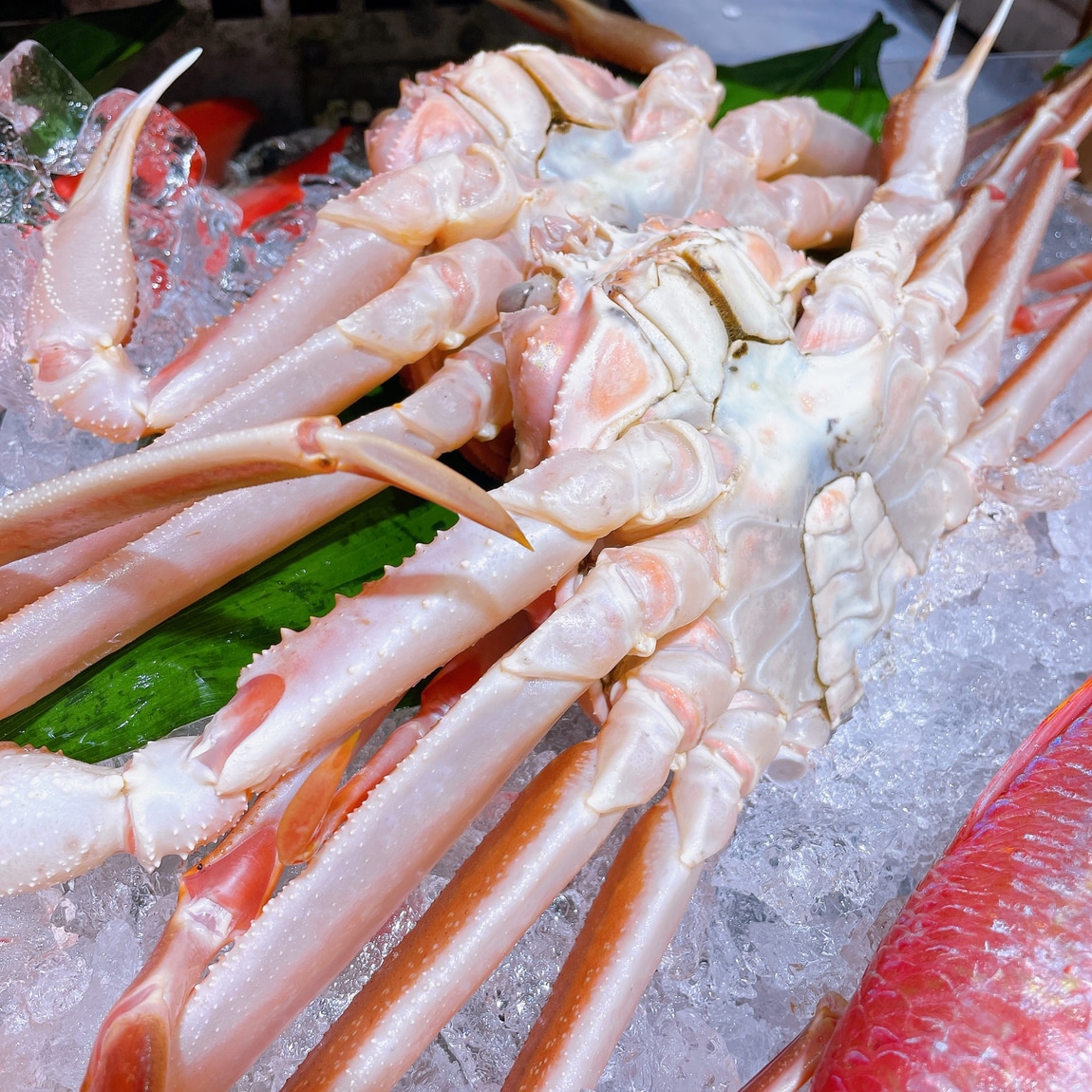 【堺北花田】連休最終日はおいしい魚と｜鮮魚売場から