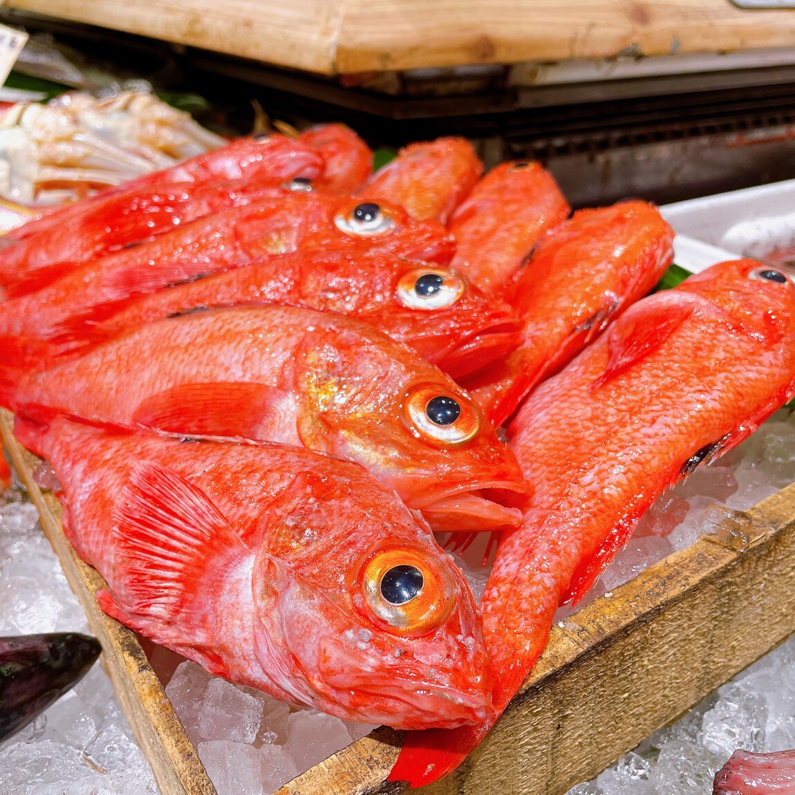 【堺北花田】連休最終日はおいしい魚と｜鮮魚売場から