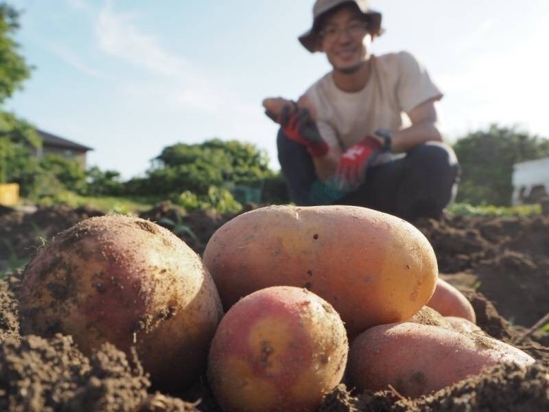 【堺北花田】西阪さんの『インカのひとみ』販売します｜青果売場から