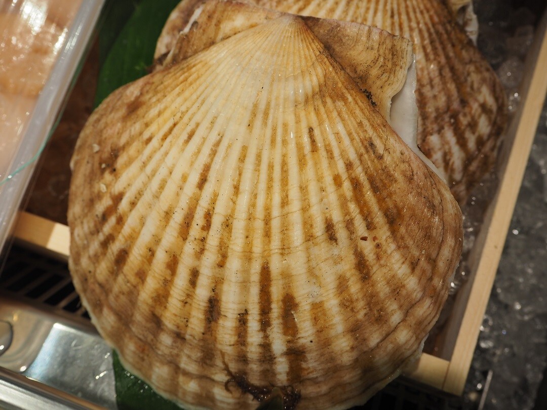 京都山科 いろいろの貝 良い魚の日 無印良品