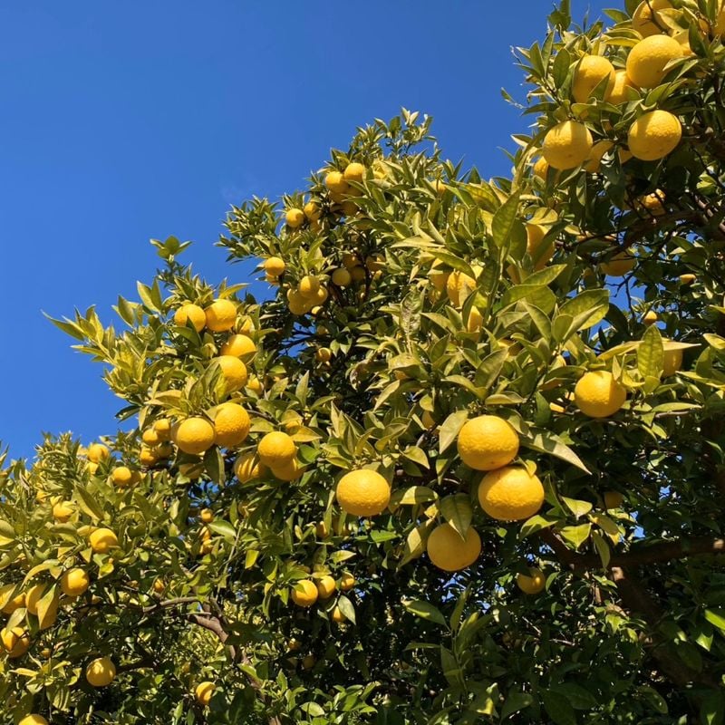 神奈川のミルフイユ湘南ゴールド＆チョコレートクリーム