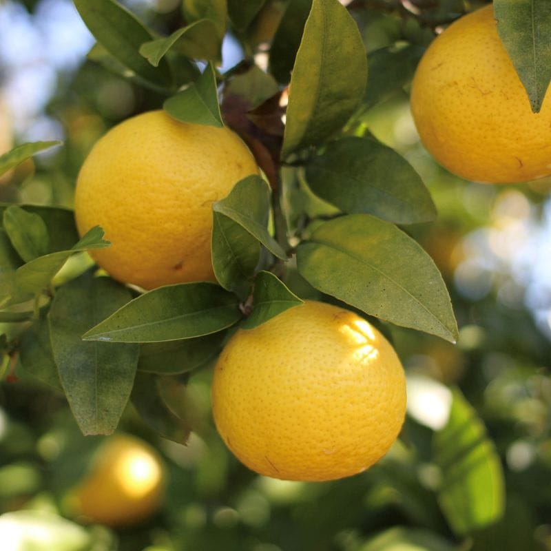 神奈川のミルフイユ湘南ゴールド＆チョコレートクリーム