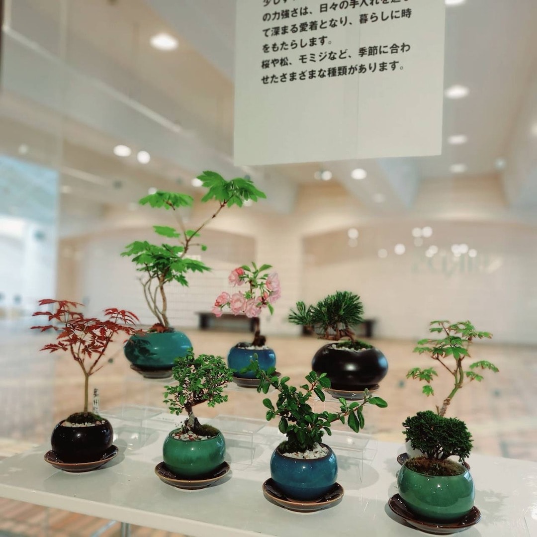 盆栽_つながる市_1.jpeg 