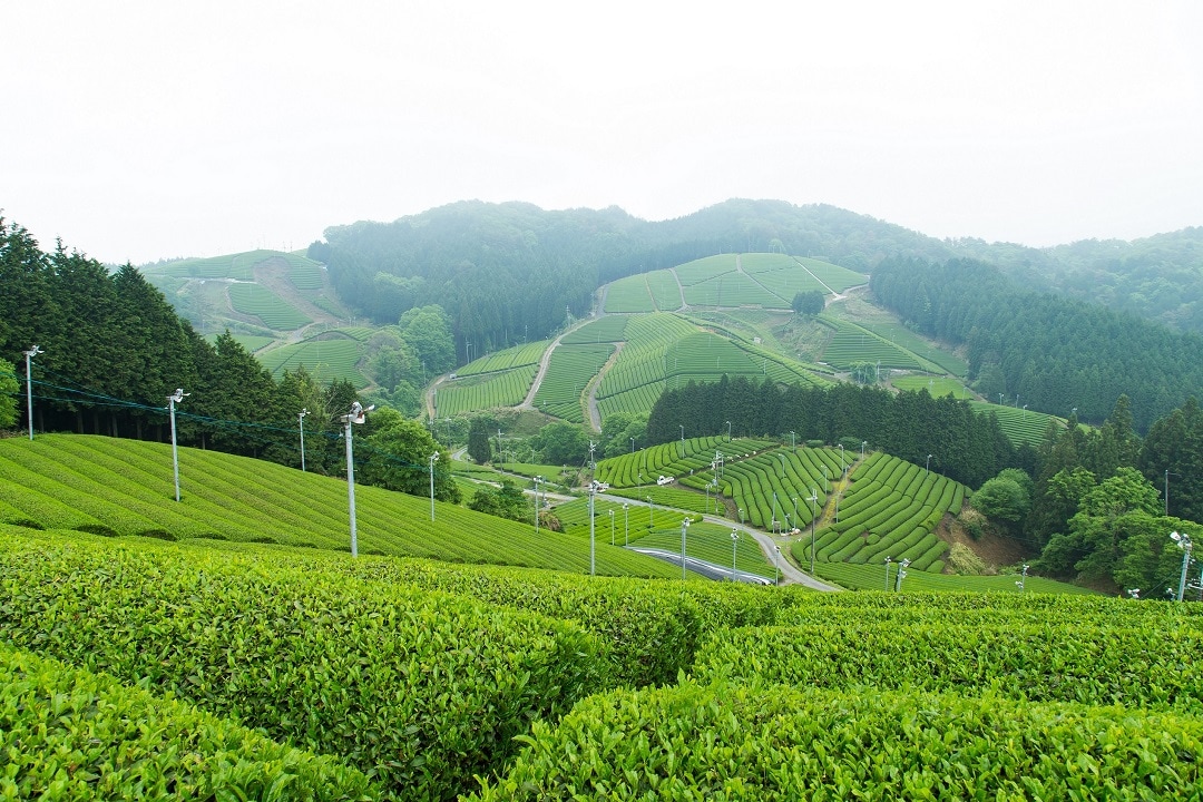 【京都山科】新茶が入荷しました。｜一保堂茶舗