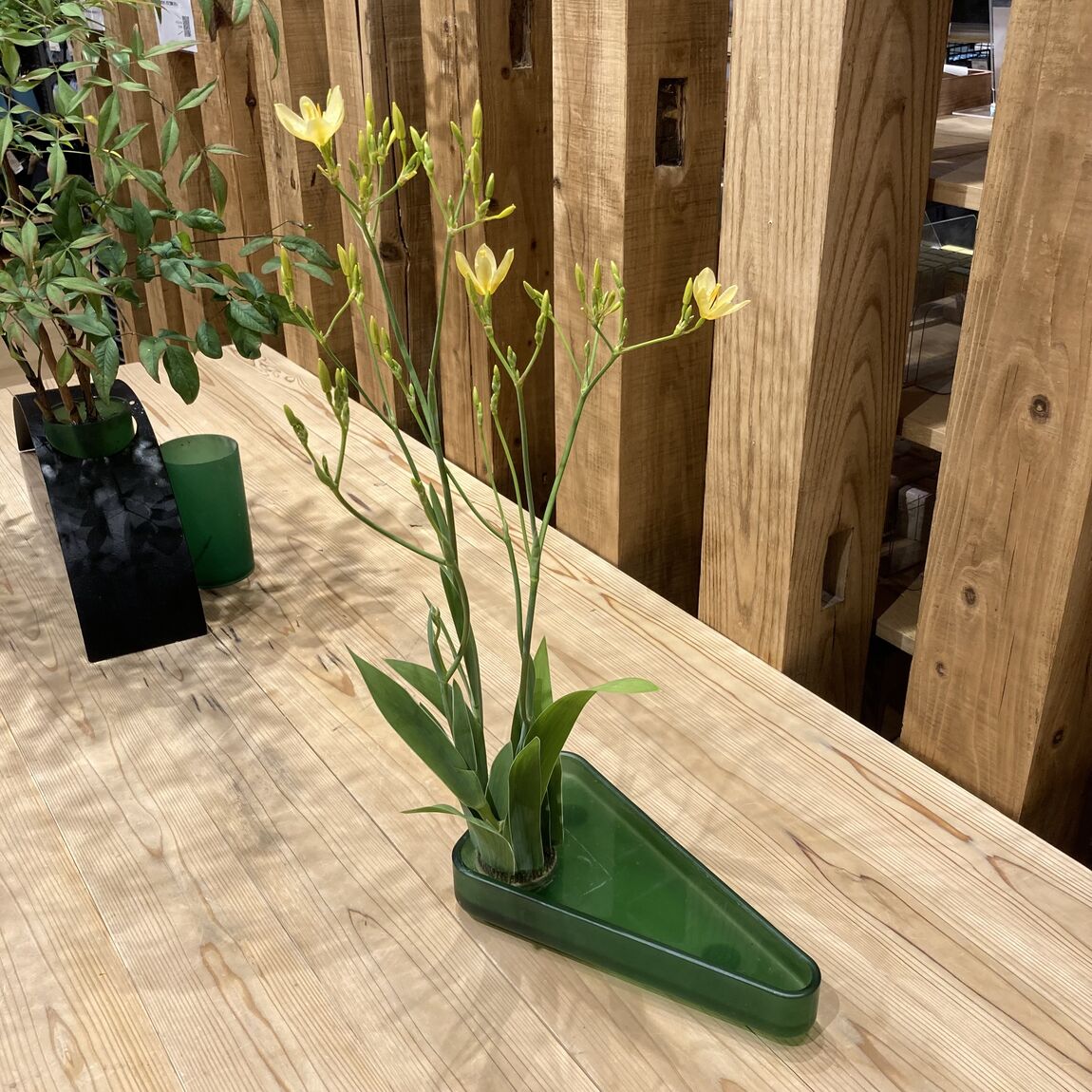ヒオウギの花