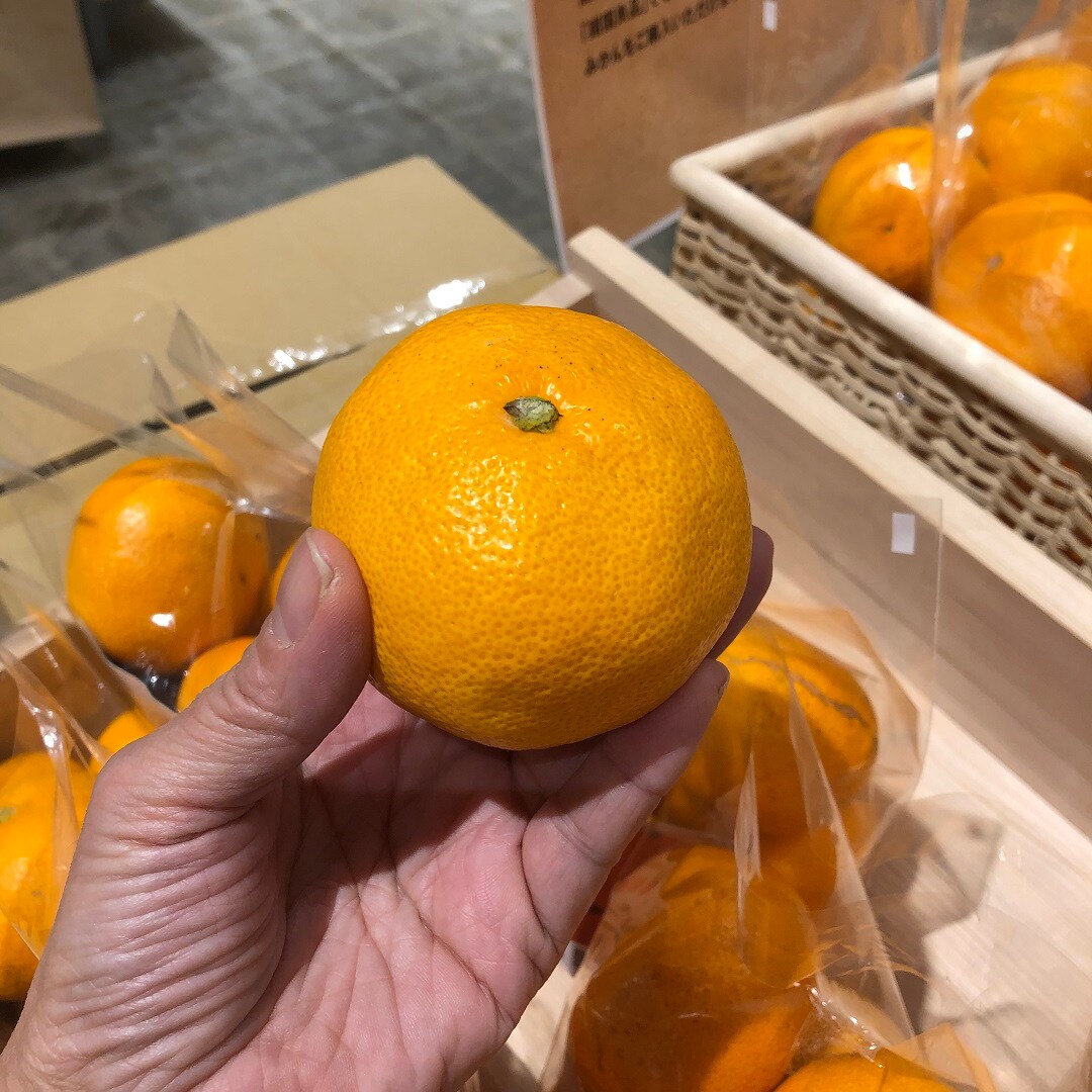 【ビバシティ彦根】愛媛県八幡浜市産　温州みかんが入荷しました。