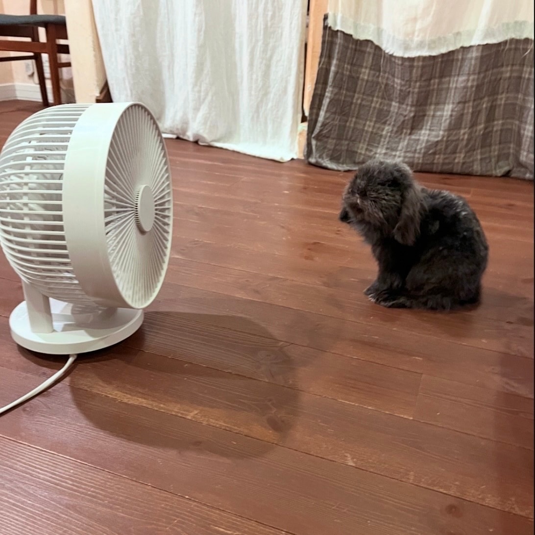 うさぎ