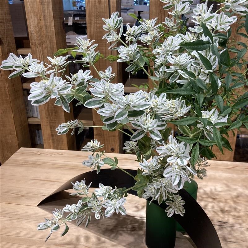 初雪草　２