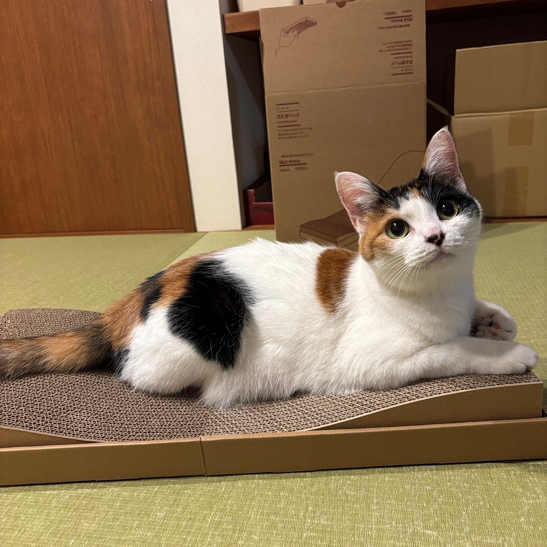 爪とぎ谷型