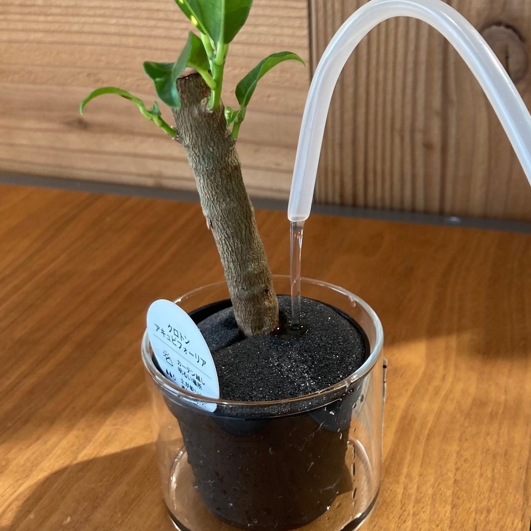 【COCOSA熊本】　小さな観葉植物にぴったり