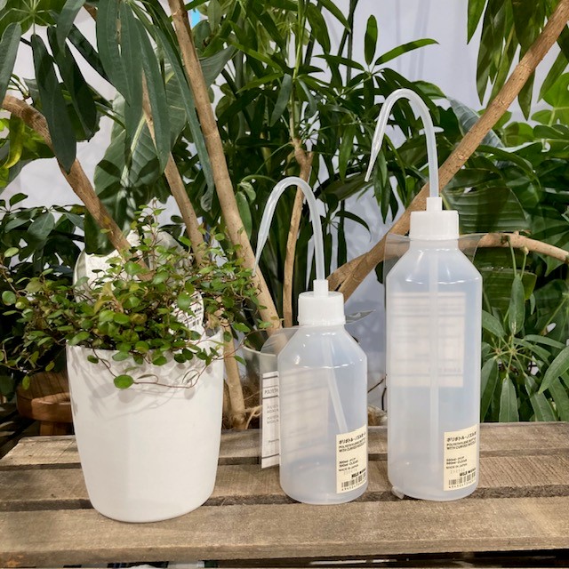 【COCOSA熊本】　小さな観葉植物にぴったり