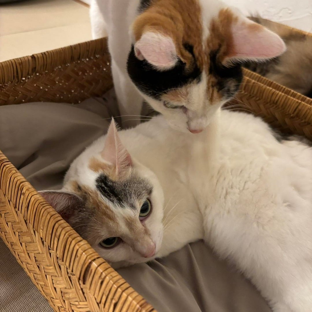 使用②いろきな