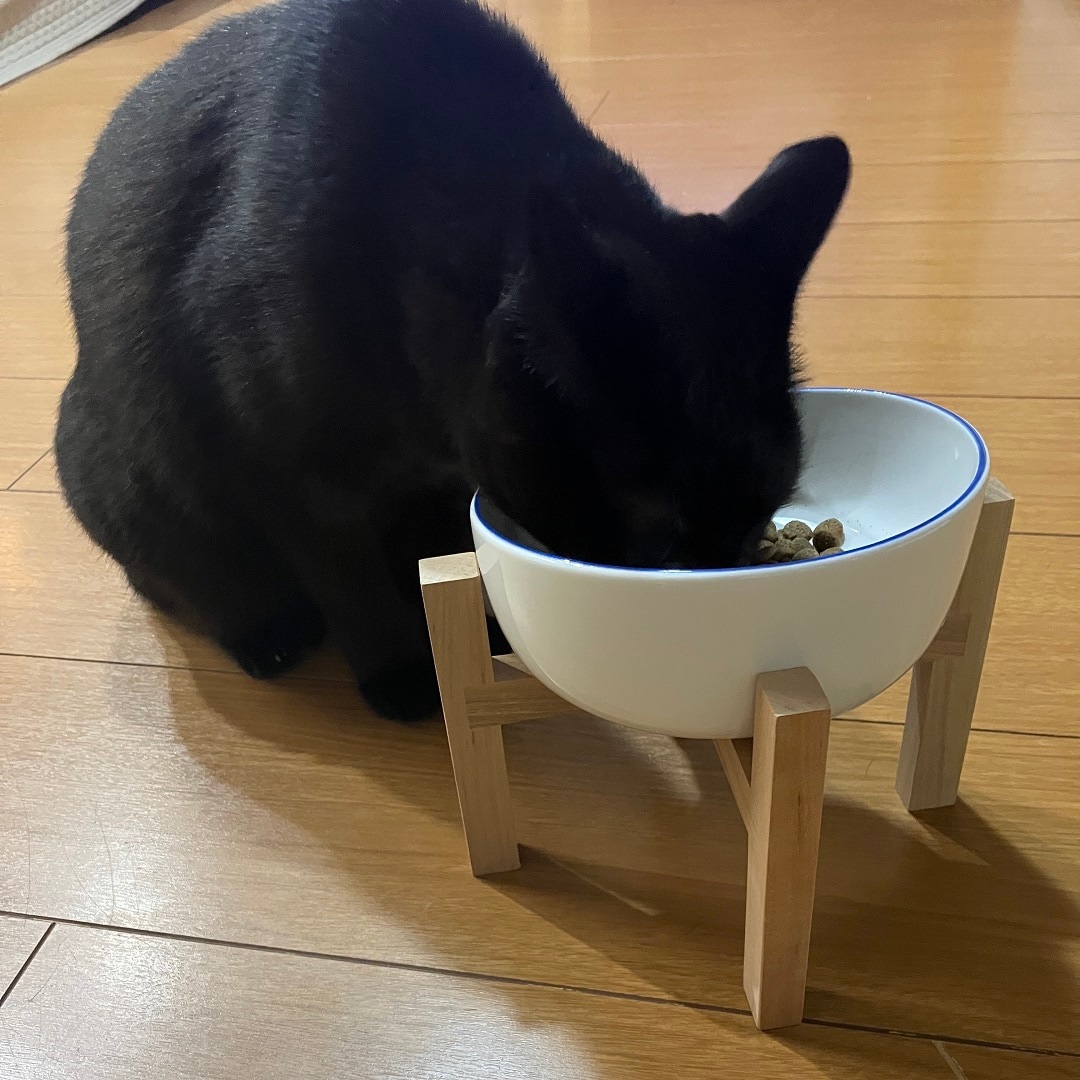 猫④