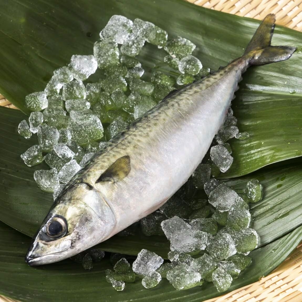 【京都山科】陸上養殖ってなんだ｜陸上養殖フェア第4弾