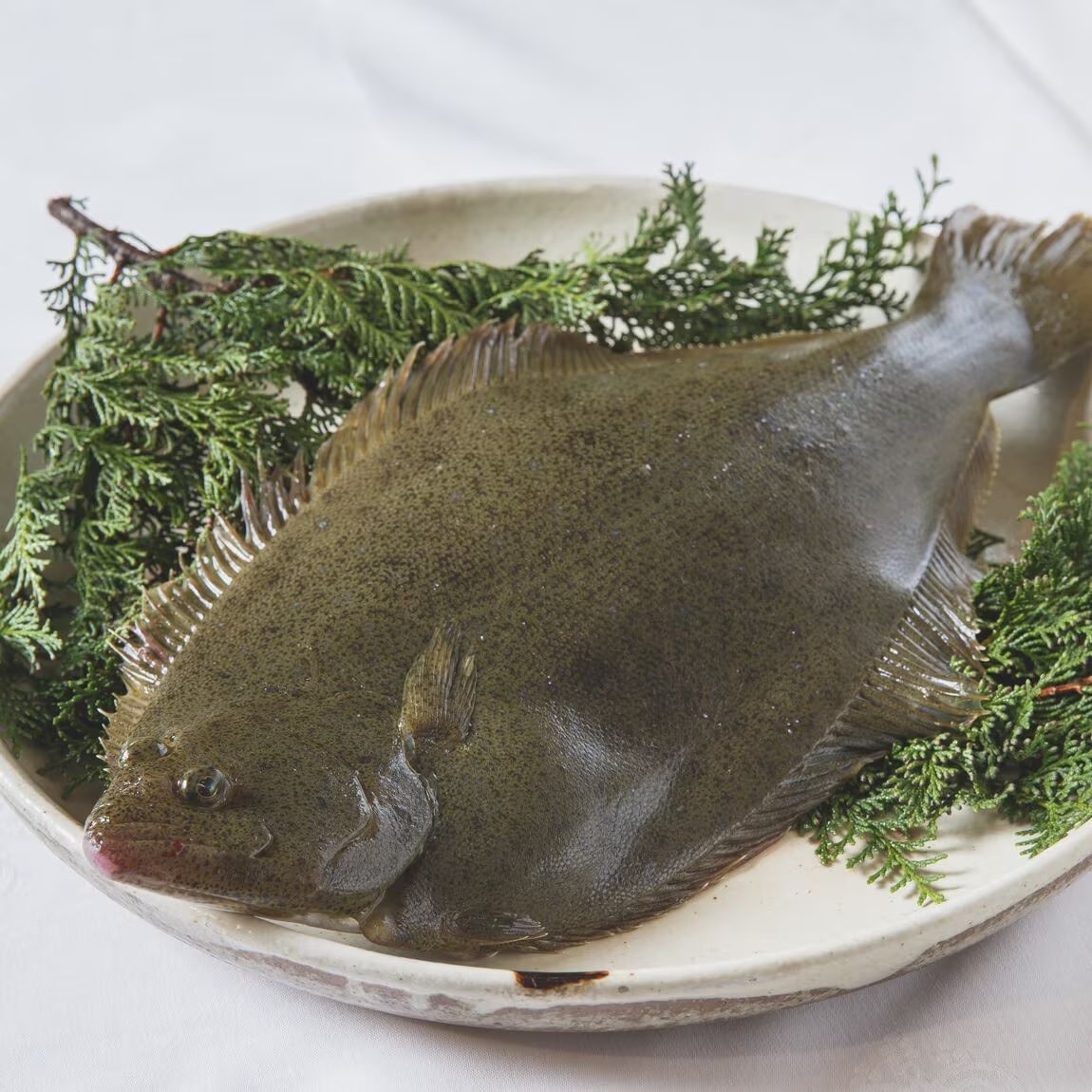 【京都山科】陸上養殖ってなんだ｜陸上養殖フェア第4弾