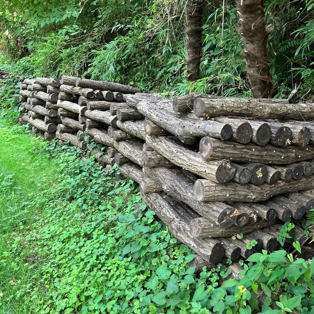 しいたけ栽培の写真