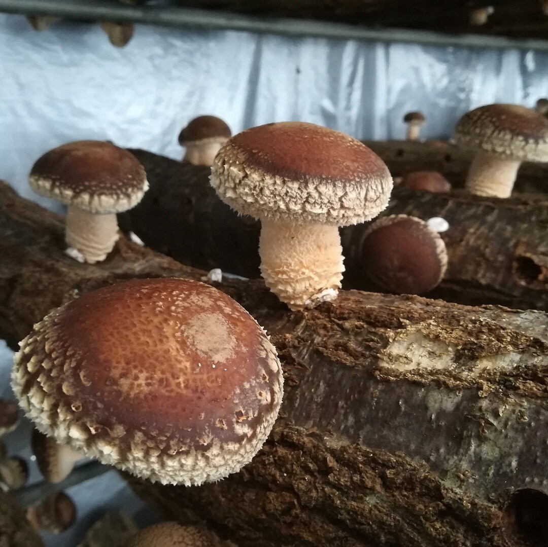 栽培中のしいたけの写真①