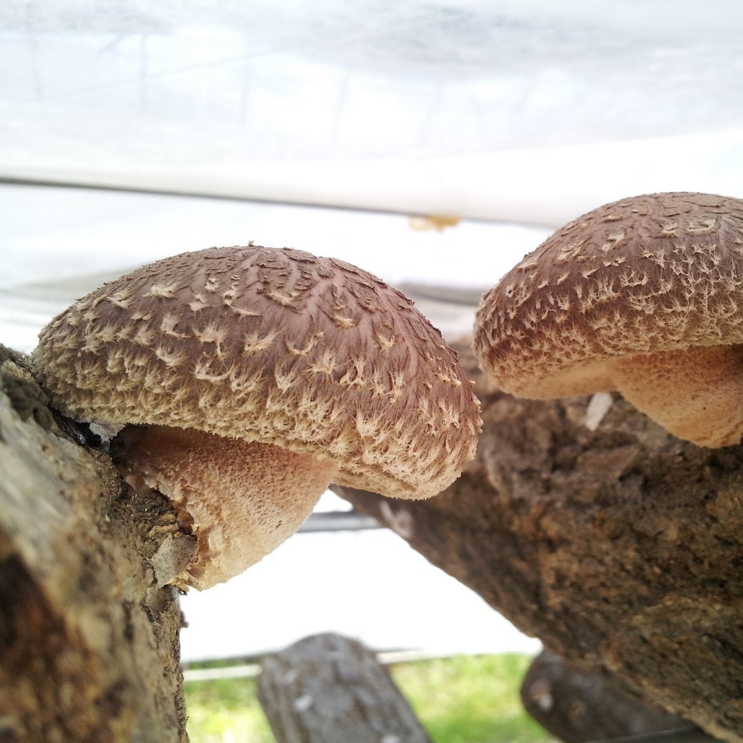 栽培中のしいたけの写真②