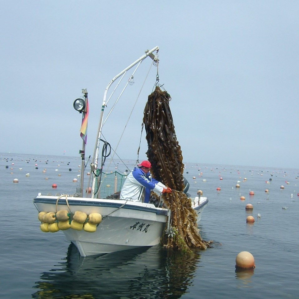 昆布漁