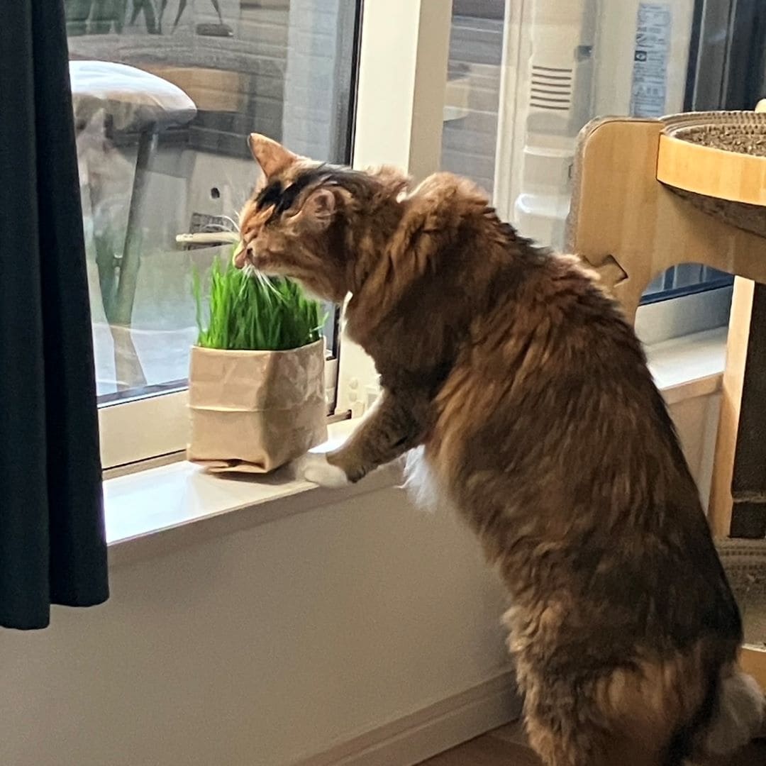 猫草を食べる猫の画像