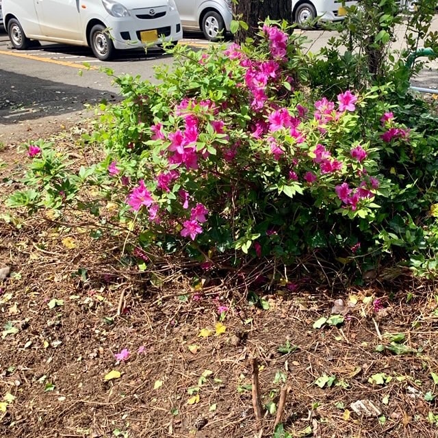 ツツジと草刈り後の花壇