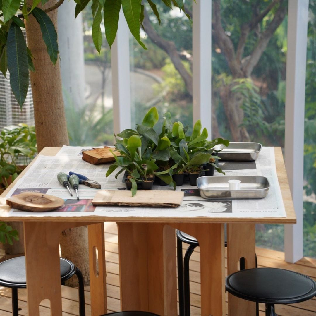 神戸阪急_ビカクシダ