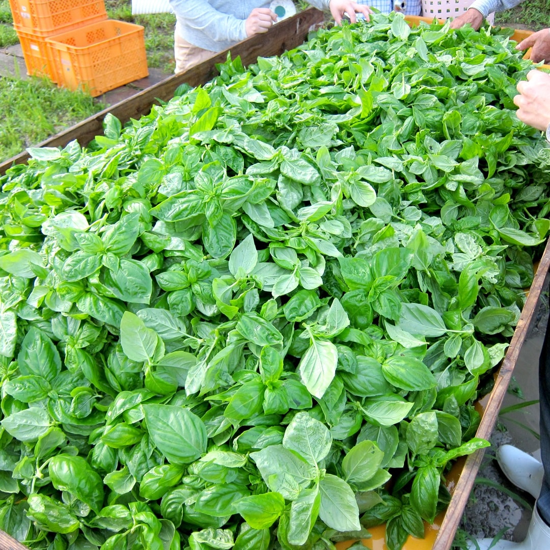 【ピオレ姫路】＼兵庫県産のバジルペーストを使用した／あえるだけのパスタソース新発売