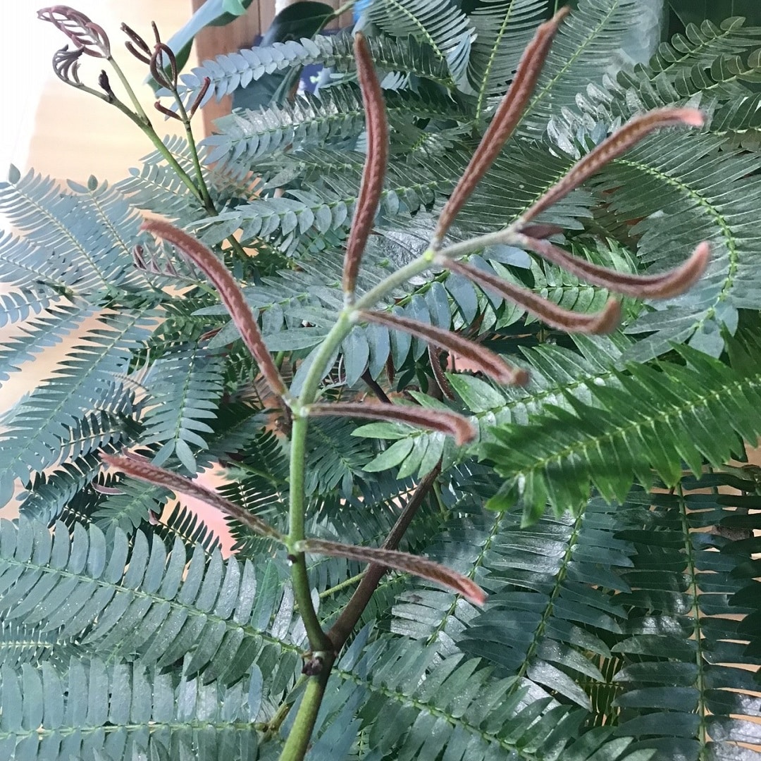 【COCOSA熊本下通】　新芽