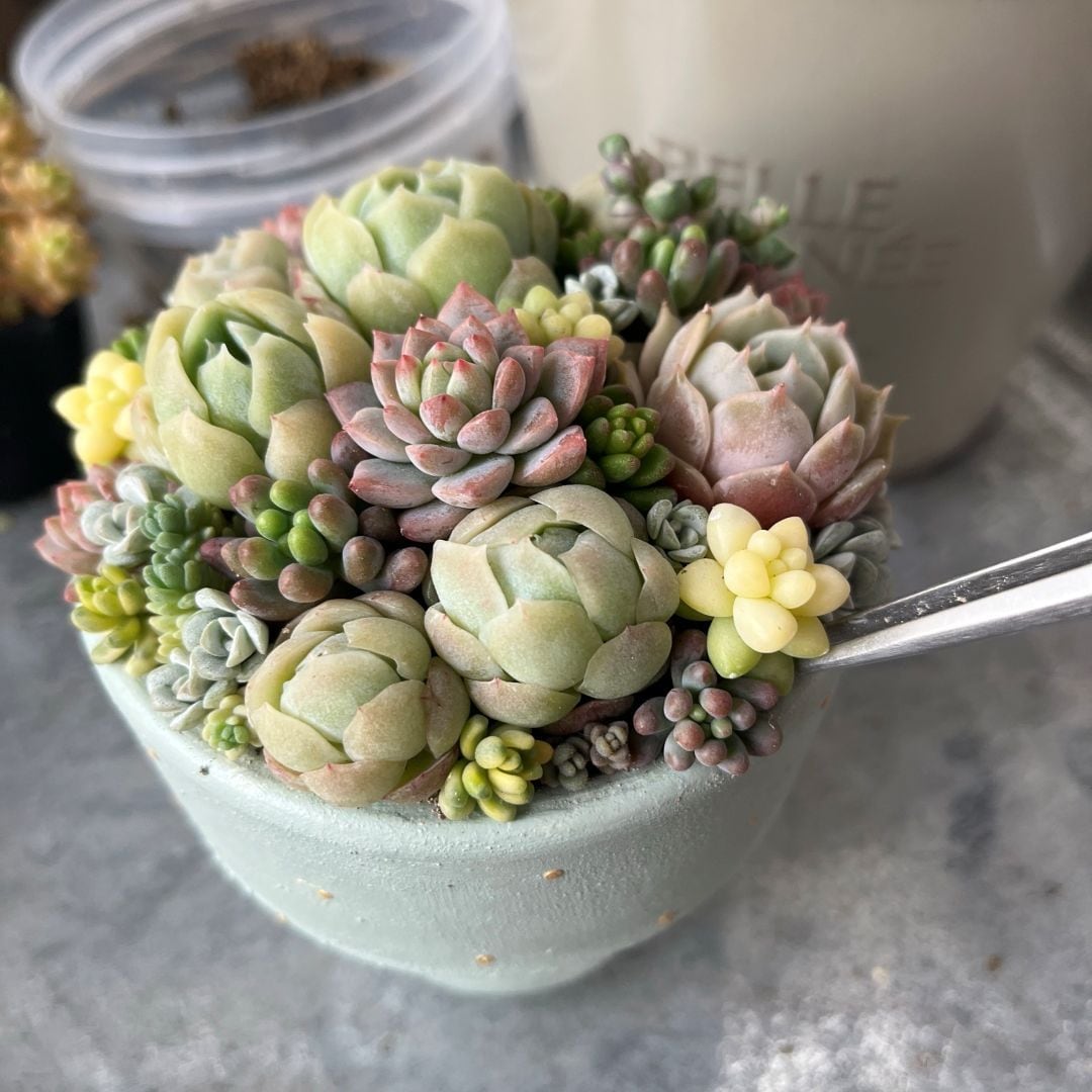 ろっ花⑤多肉寄せ植え中ピンセット