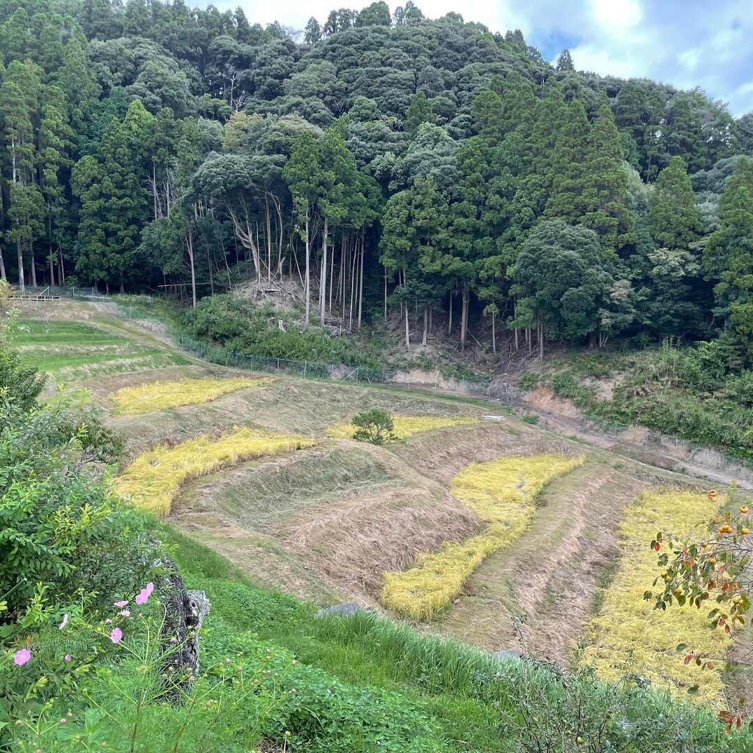 稲刈り１