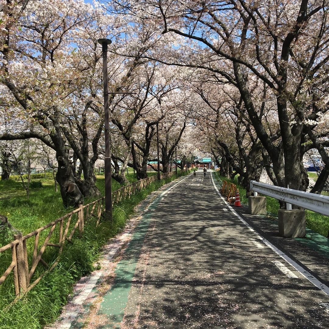 桜トンネル