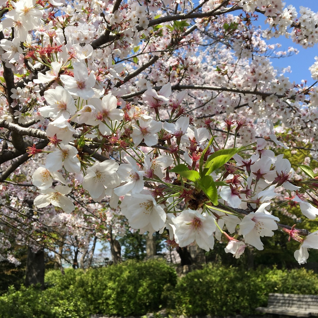 桜アップ