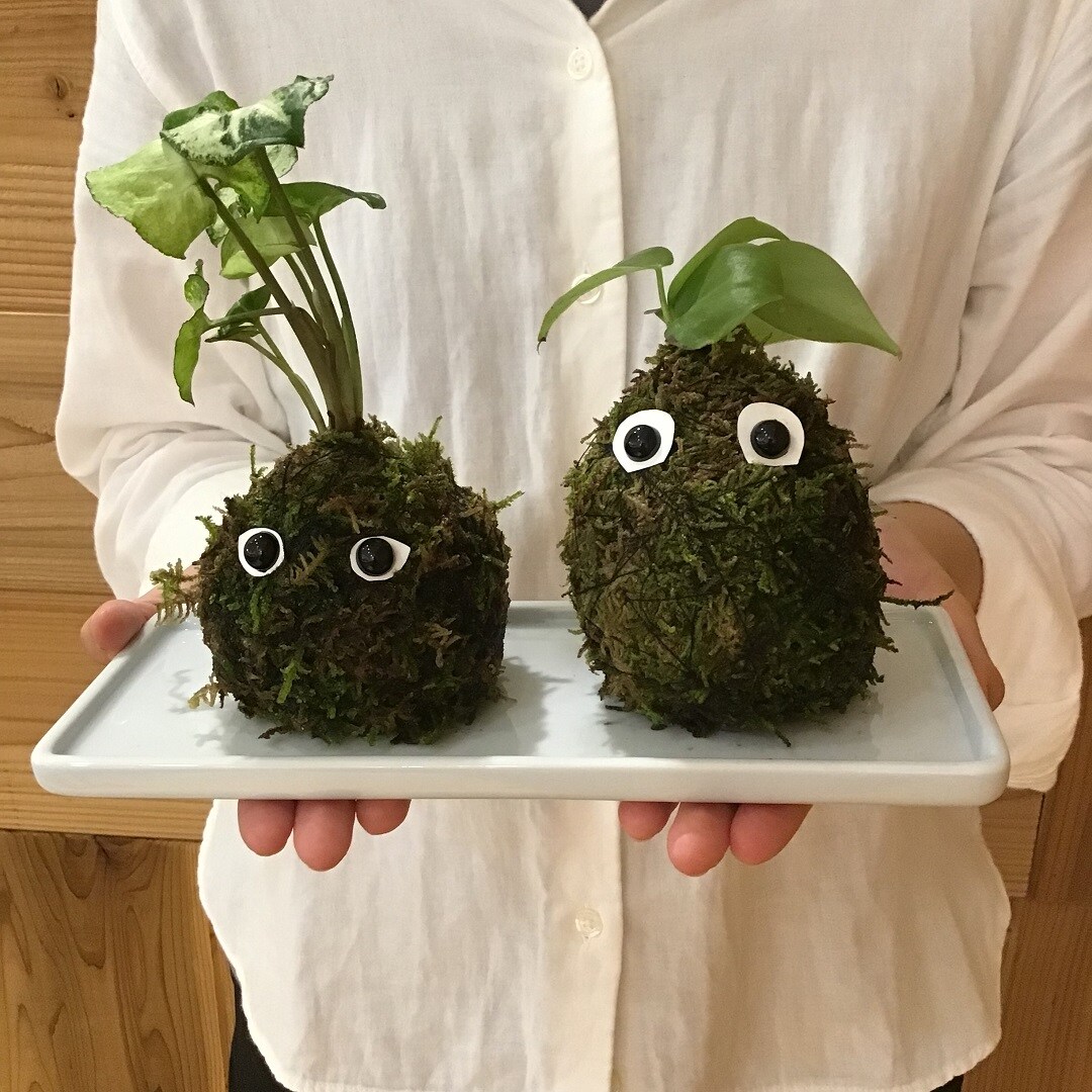 こけ玉