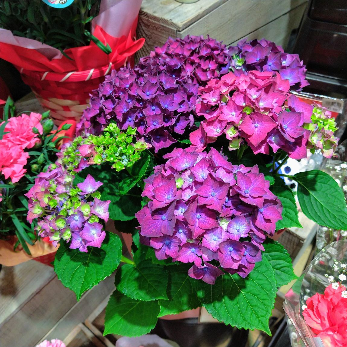 母の日の花